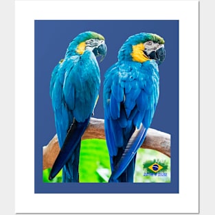 Two macaws Posters and Art